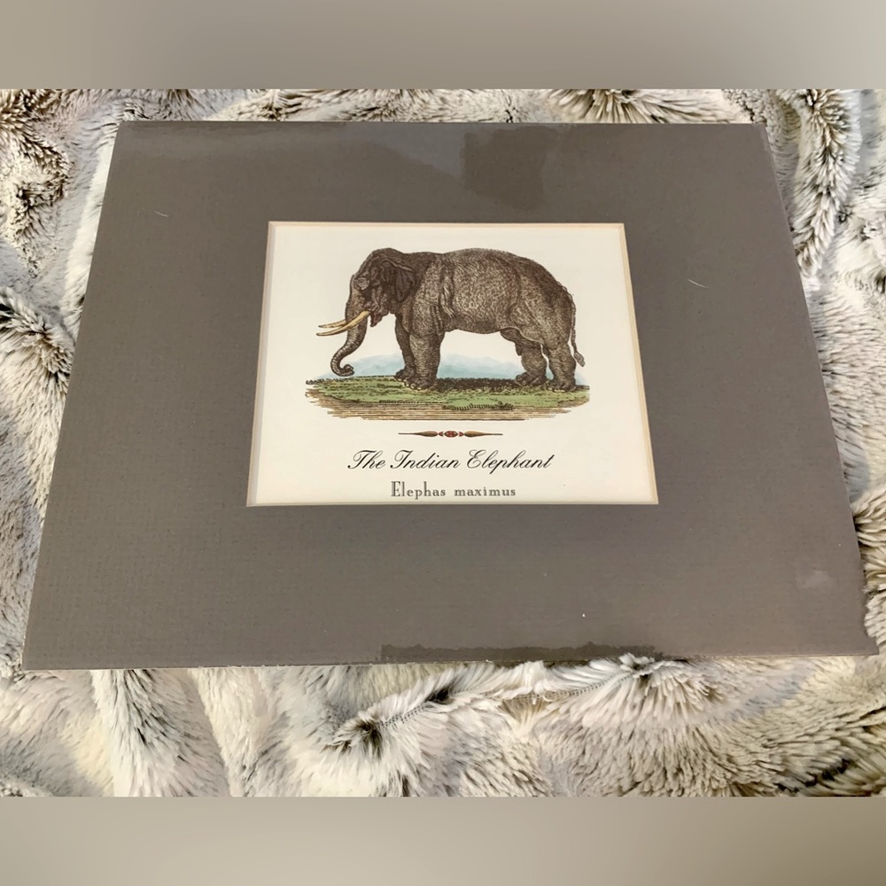 PRINT FOLIO EXOTIC ANIMALS MATTED PRINTS READY TO FRAME FOUR 8”X 10” PIER 1 BOX